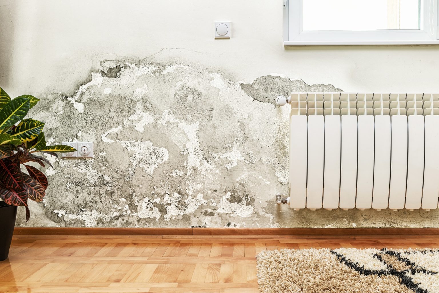 Mold Toxicity How To Diagnose And Treat Mold Exposure For Good   AdobeStock 87892838 1536x1024 